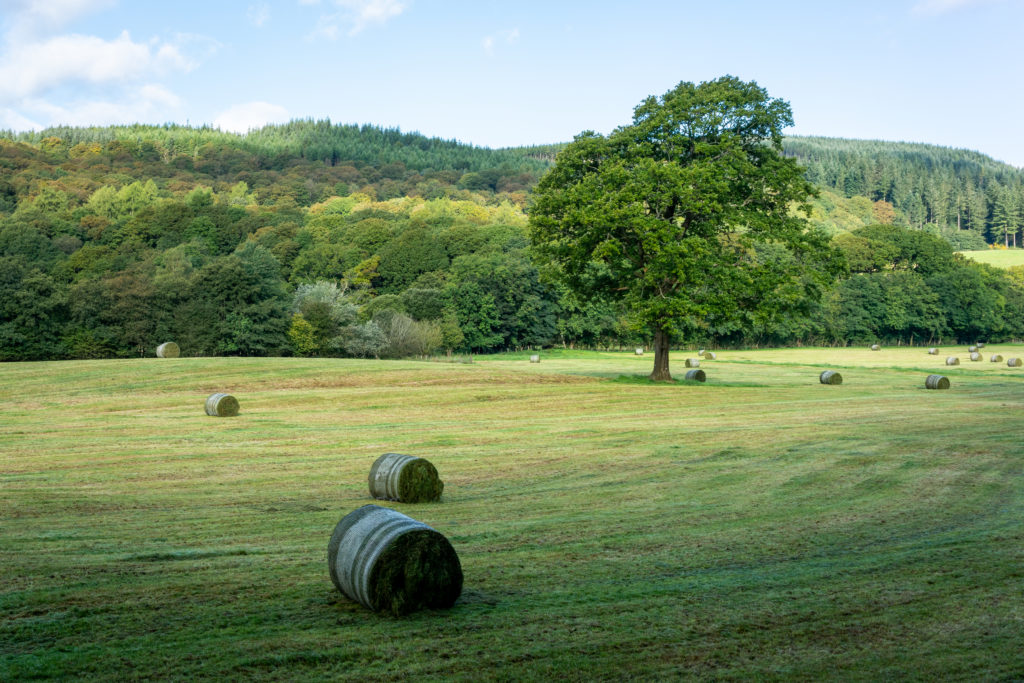 Hay bales in a field. Original public domain image from Flickr